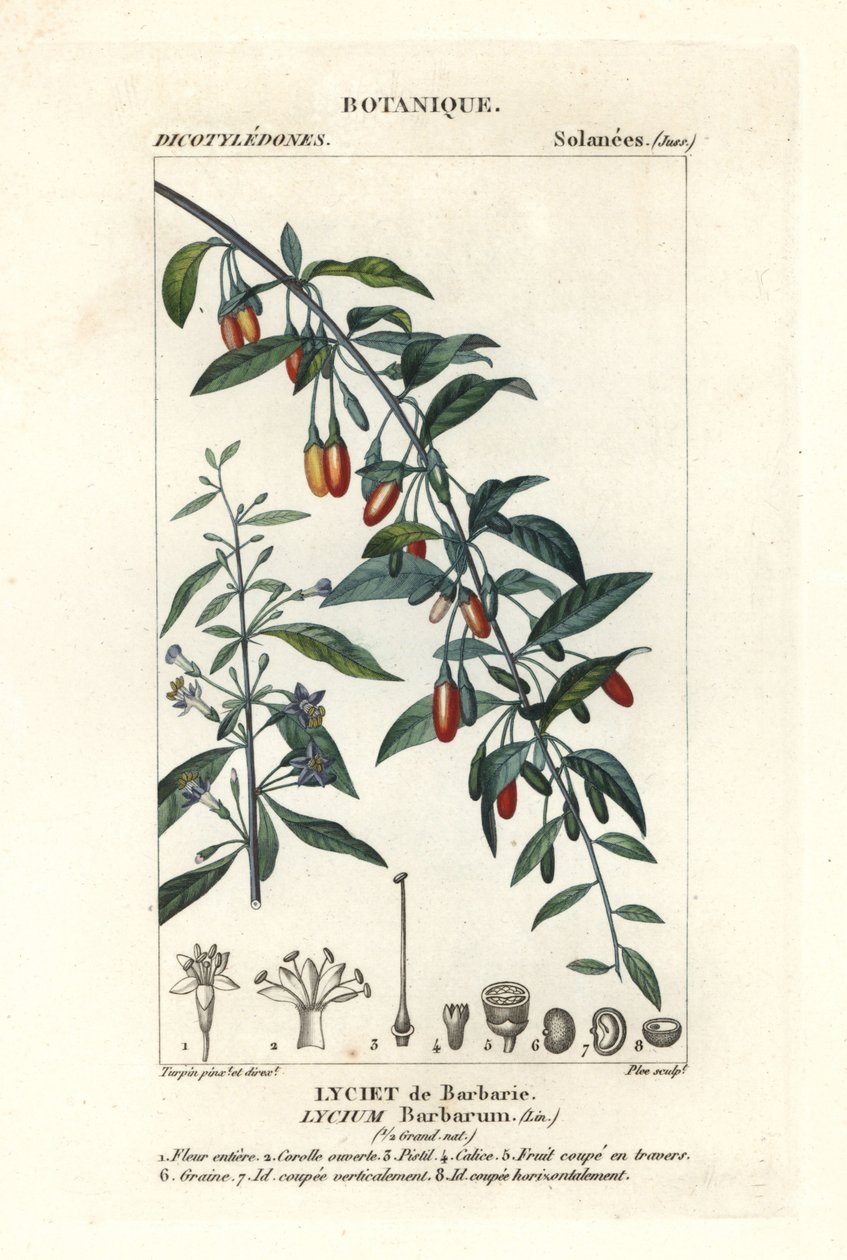 Goji bes, Lycium barbarum door Stanghi Stanghi