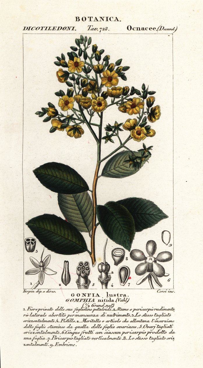 Gomphia nitida door Stanghi Stanghi