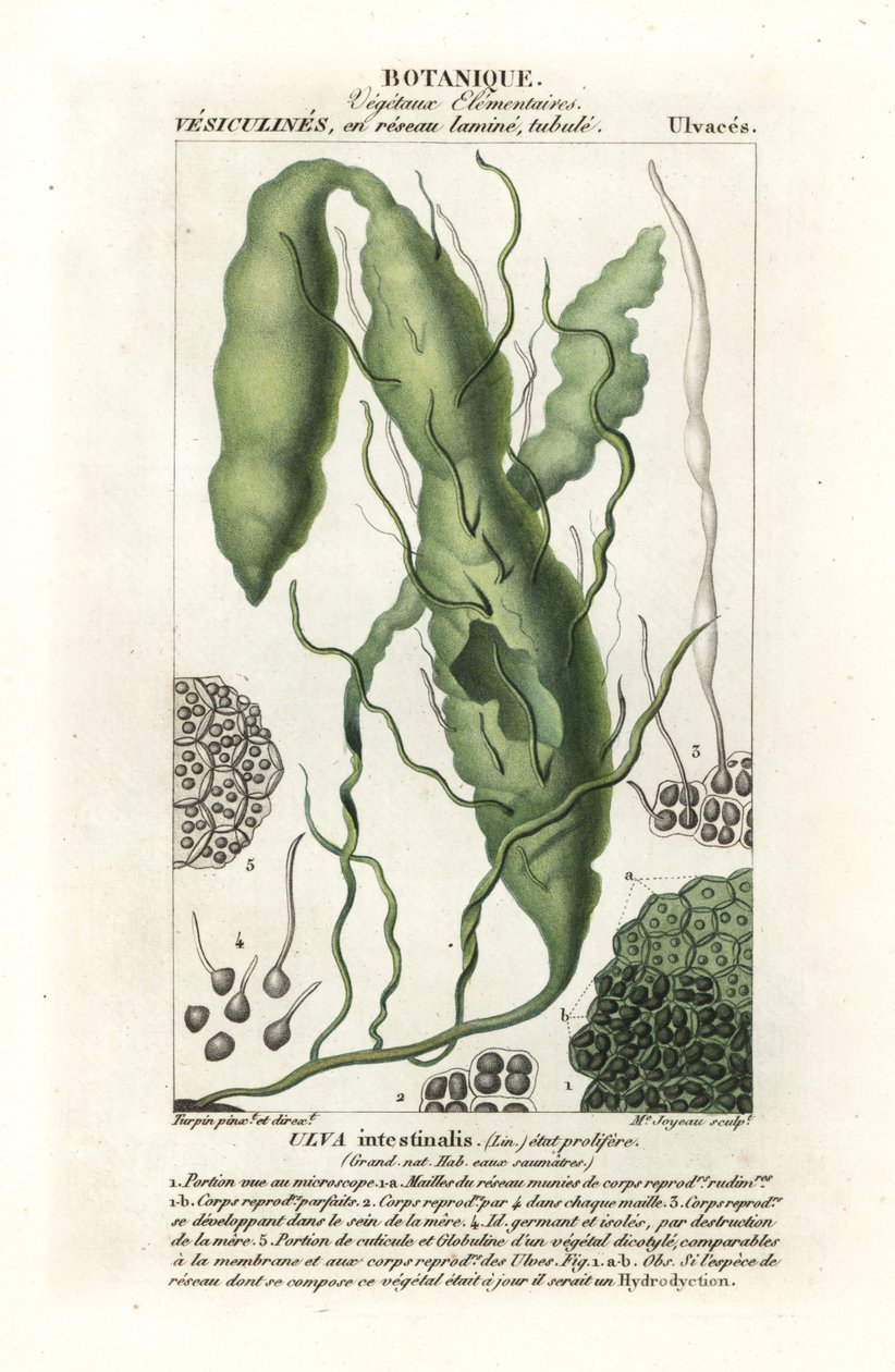 Darmwier of graswier, Ulva intestinalis door Stanghi Stanghi