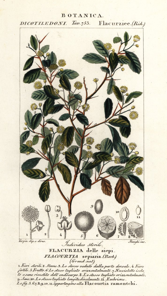 Indische pruim, Flacourtia indica door Stanghi Stanghi