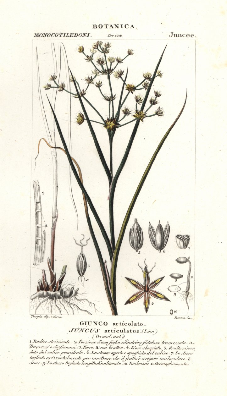 Geknikte rus, Juncus articulatus door Stanghi Stanghi