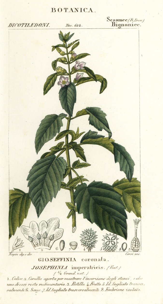 Josephinia imperatricis door Stanghi Stanghi