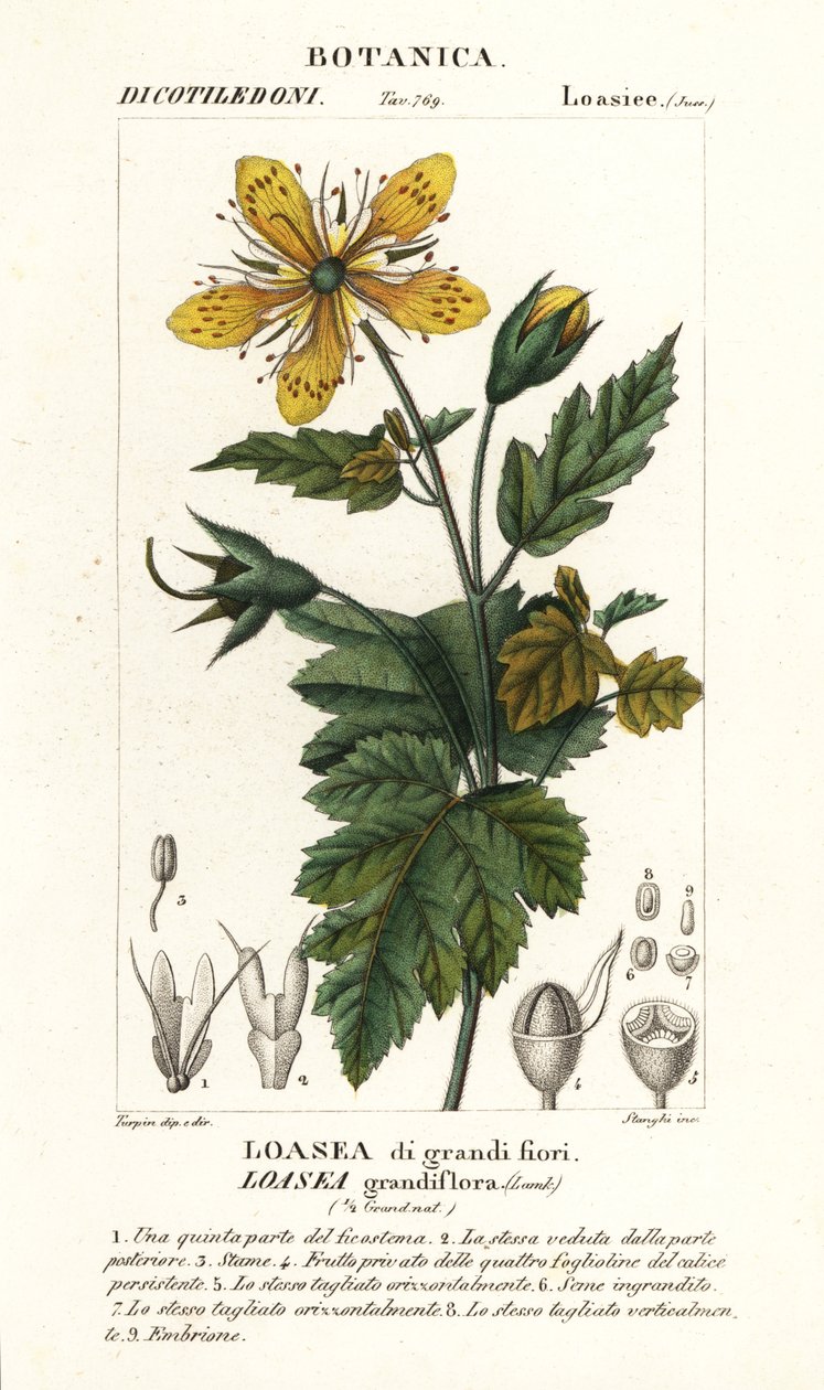 Loasea grandiflora door Stanghi Stanghi