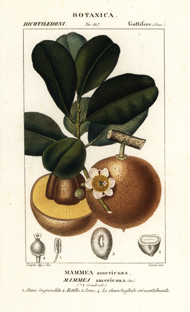 Mammee appel, Mammea americana door Stanghi Stanghi