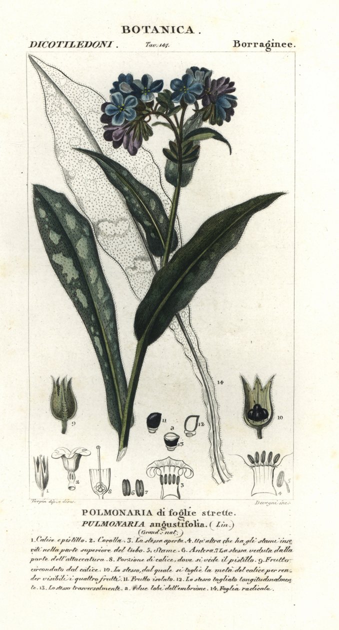 Smalbladig longkruid, Pulmonaria angustifolia door Stanghi Stanghi