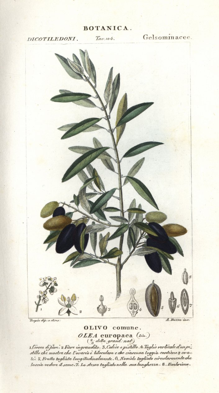 Olijfboom, Olea europaea door Stanghi Stanghi