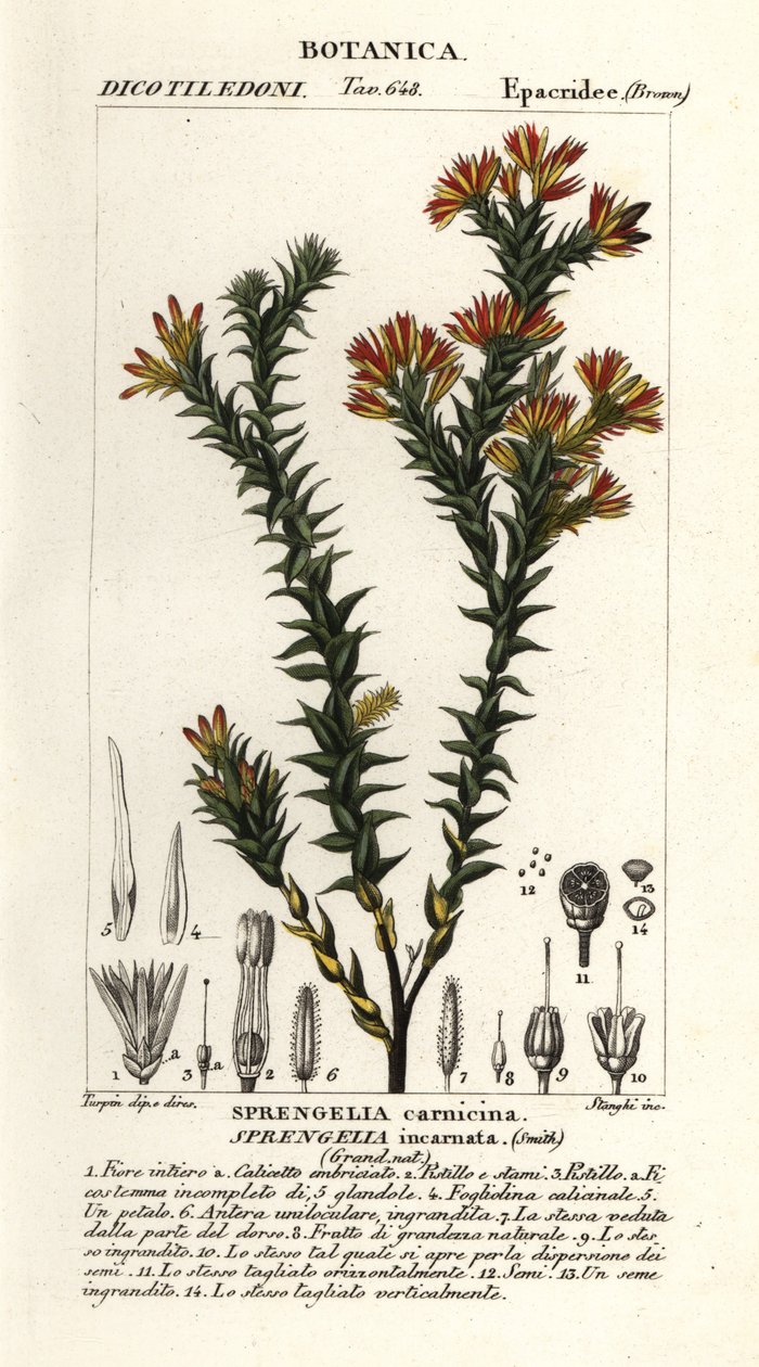 Roze moerasheide, Sprengelia incarnata door Stanghi Stanghi