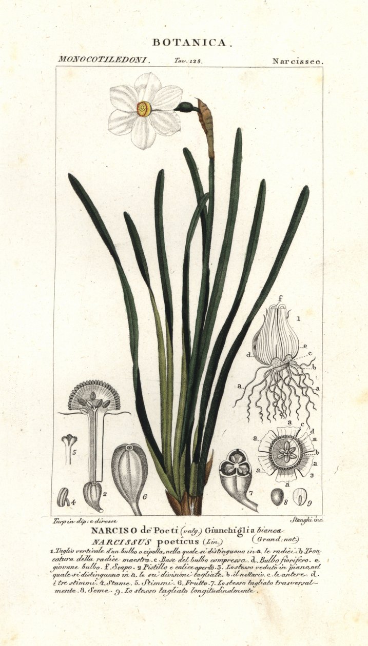 Dichtersnarcis, Narcissus poeticus door Stanghi Stanghi