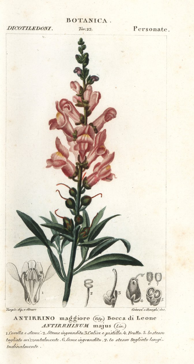 Leeuwenbek, Antirrhinum majus door Stanghi Stanghi
