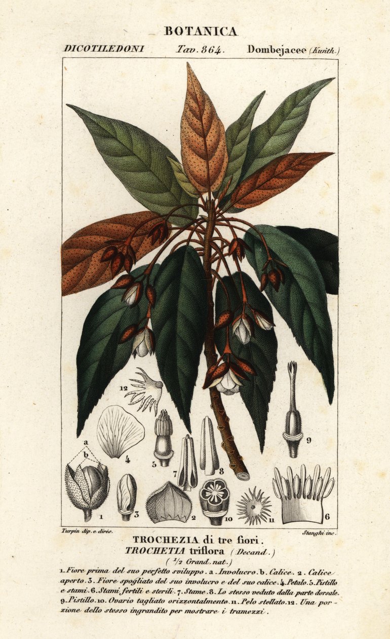Trochetia triflora door Stanghi Stanghi
