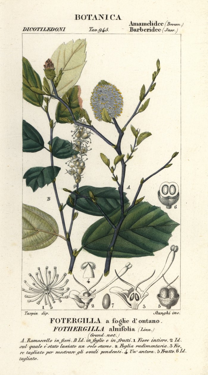 Toverhazelaar, Fothergilla gardenii door Stanghi Stanghi