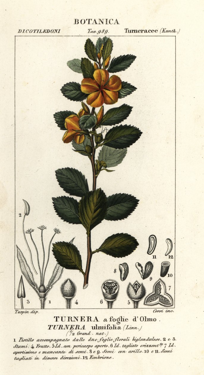 Gele alsem, Turnera ulmifolia door Stanghi Stanghi