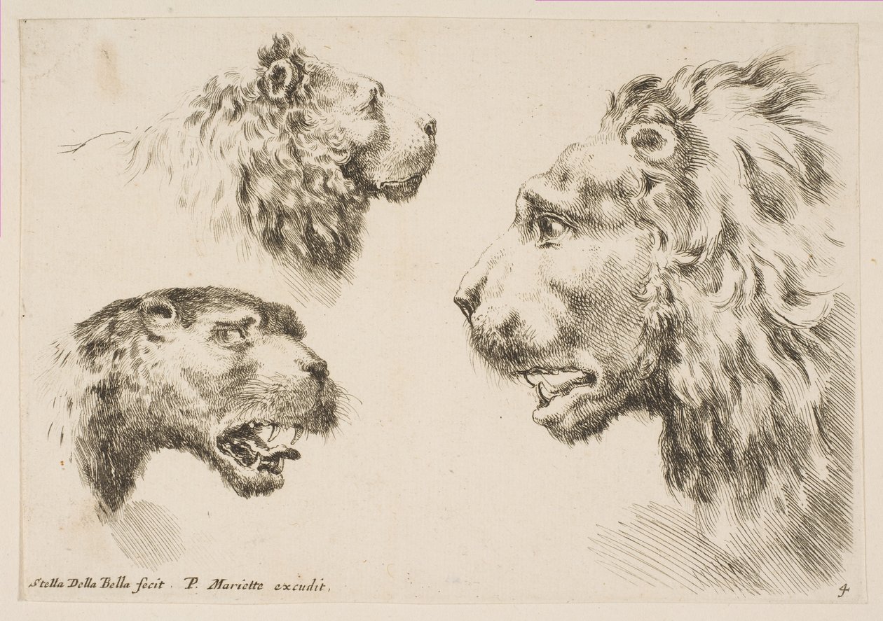 Hoofden van drie leeuwen, ca. 1641 door Stefano della Bella