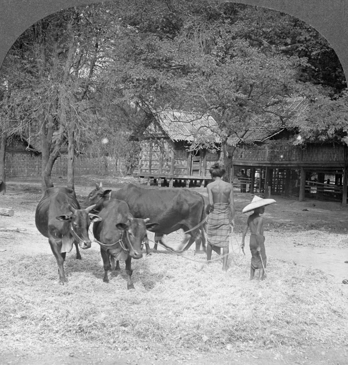 Rijst dorsen, Amarapura, Birma, 1908 door Stereo Travel Co