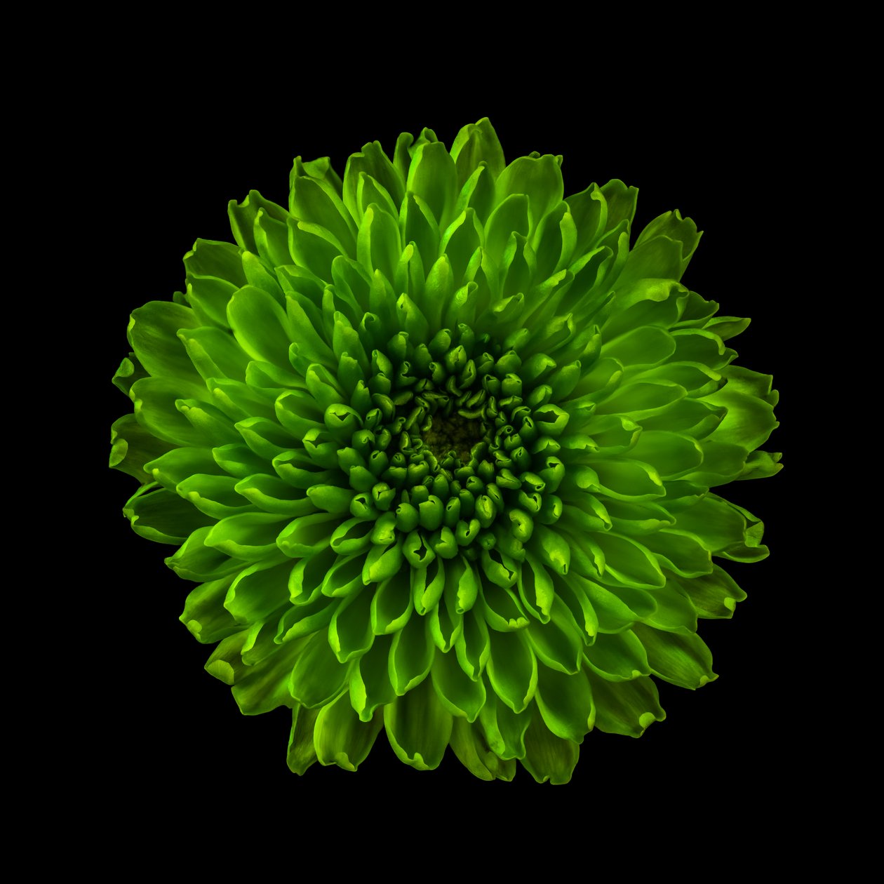 Chrysant nr. 01 door Steve Gallagher