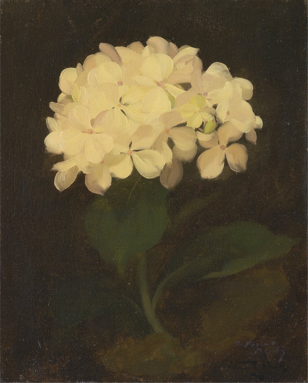Witte Hortensia door James Stuart Park