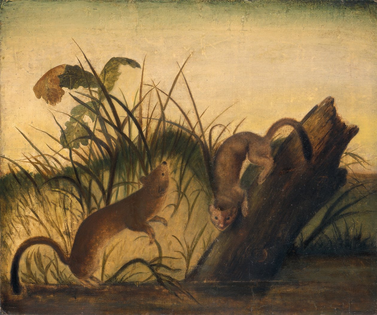 Langstaartige Wezel door Studio of John James Audubon