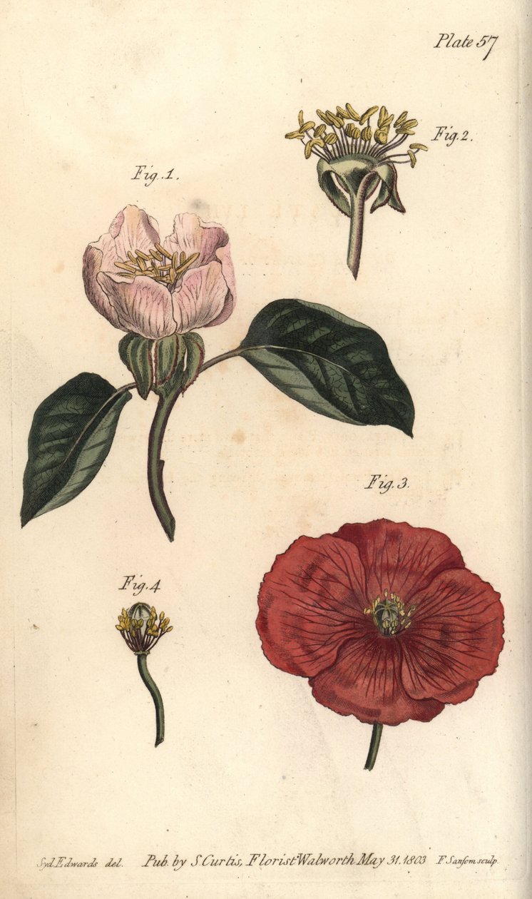 Kweepeerbloem, Cydonia oblonga, Icosandria door Sydenham Teast Edwards