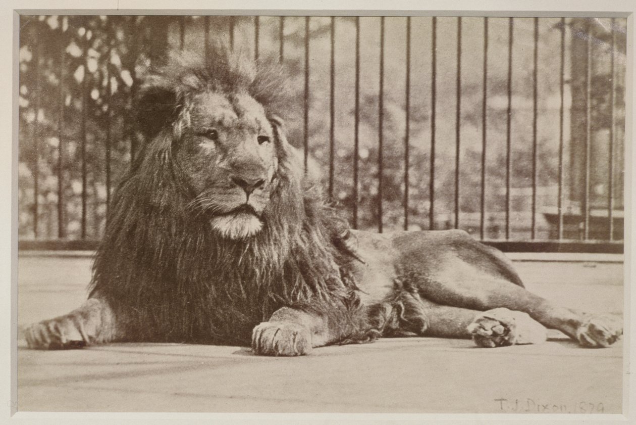 Gevangen leeuw, 1879 door T.J. Dixon