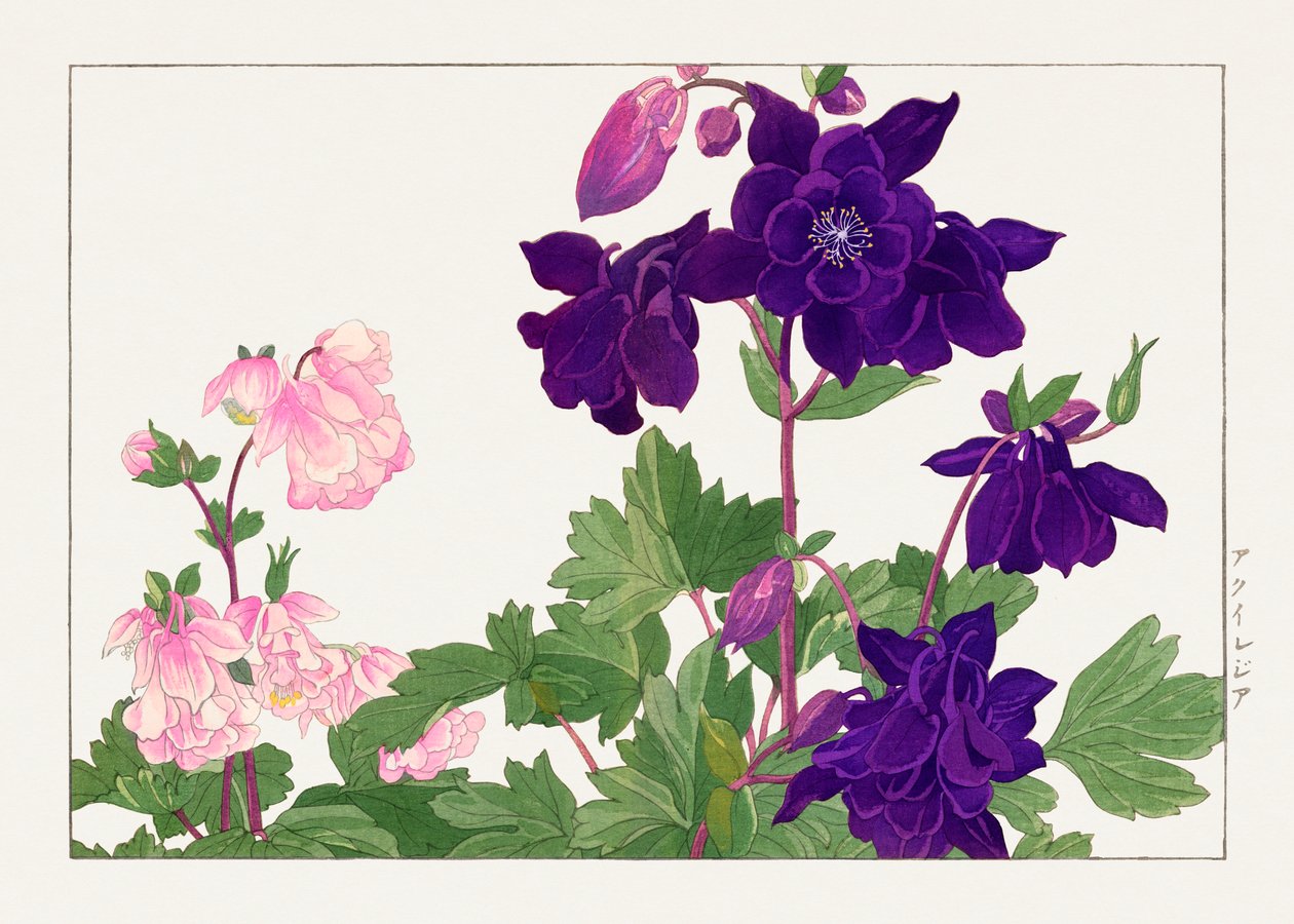 Aquilegia bloem van "Seiyou Sokazufu". door Tanigami Konan