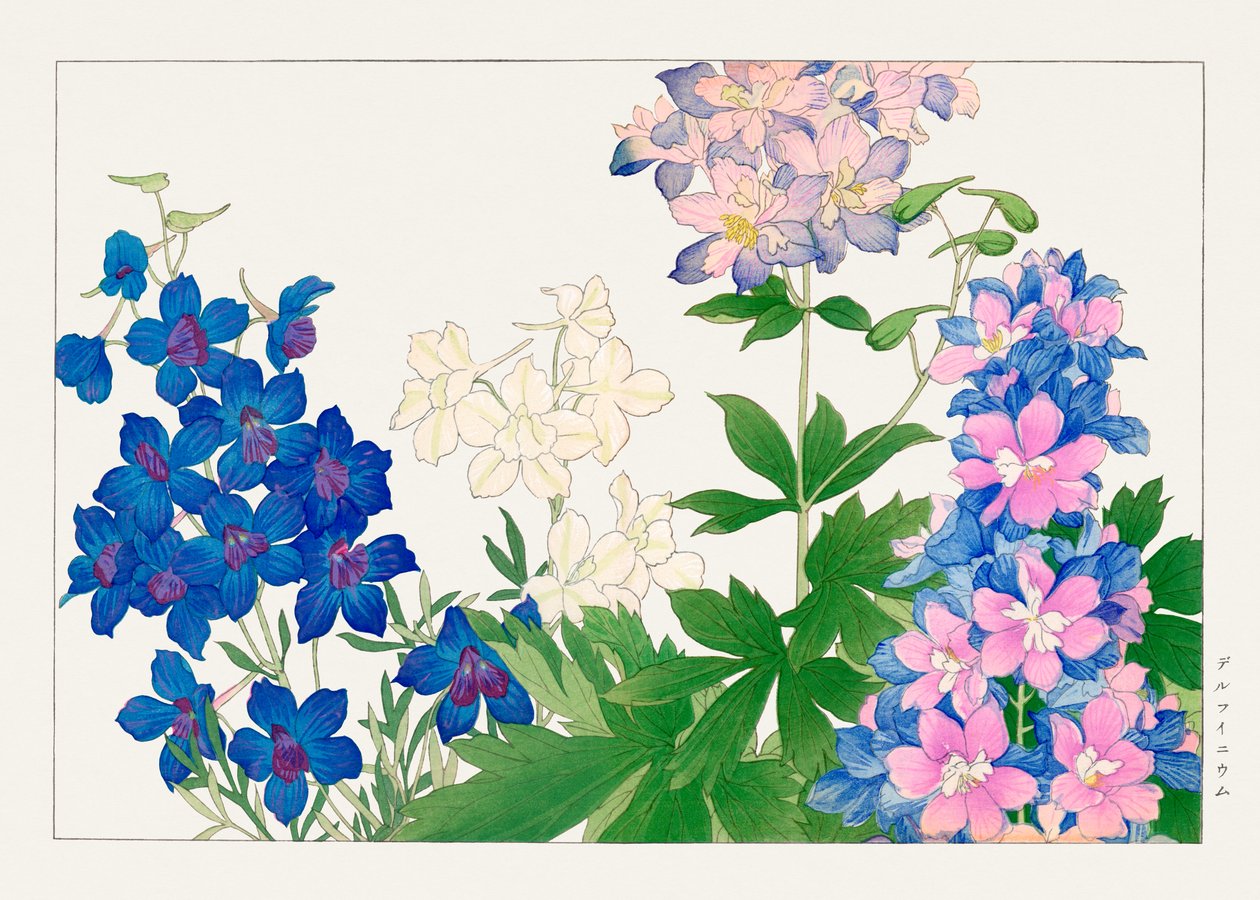 Delphinium bloem van "Seiyou Sokazufu". door Tanigami Konan