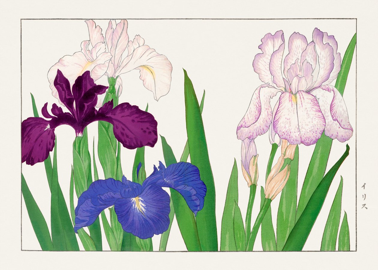 Irisbloem van "Seiyou Sokazufu". door Tanigami Konan