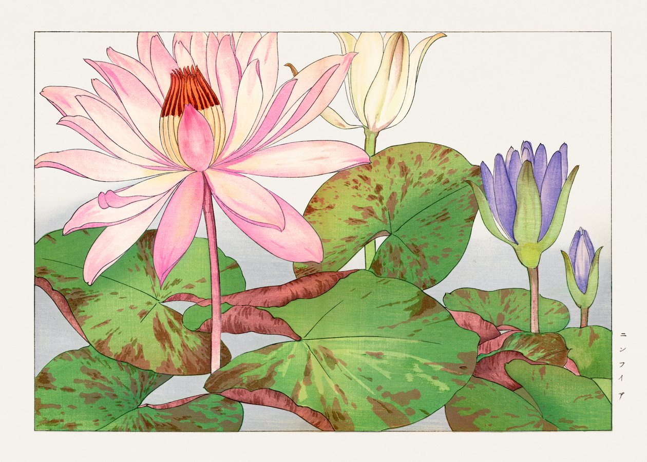 Nymphaea lotus van "Seiyou Sokazufu door Tanigami Konan