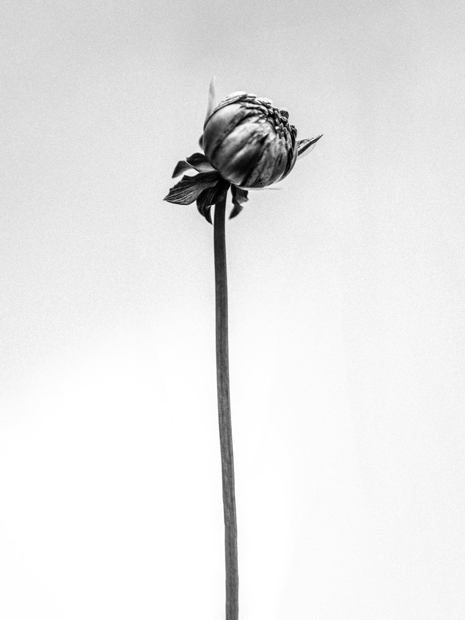 Te midden van de bloemen 20, 2021 door Teis Albers