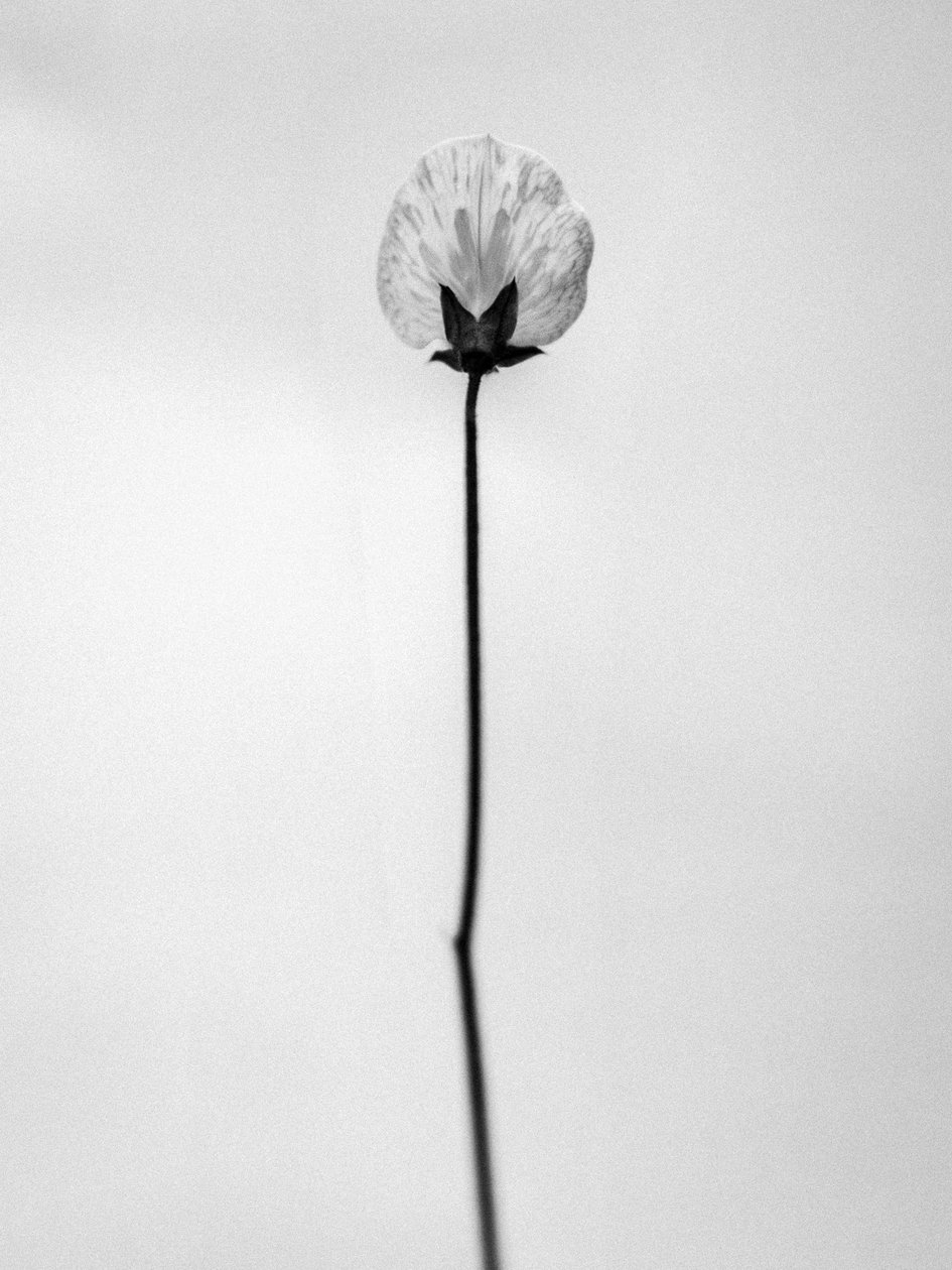 Te midden van de bloemen 26 door Teis Albers