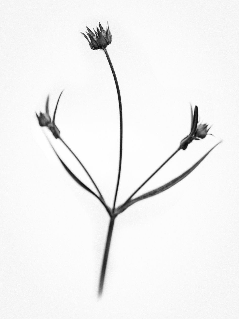 Te midden van de Bloemen 34 door Teis Albers