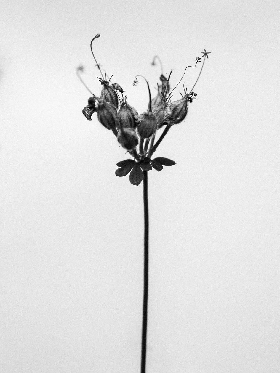 Te midden van de bloemen 42 door Teis Albers