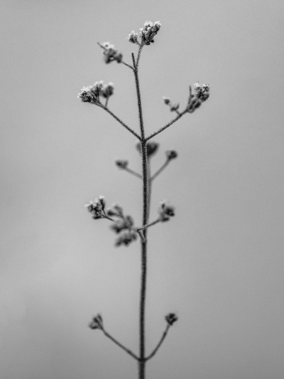 Te midden van de bloemen 4 door Teis Albers