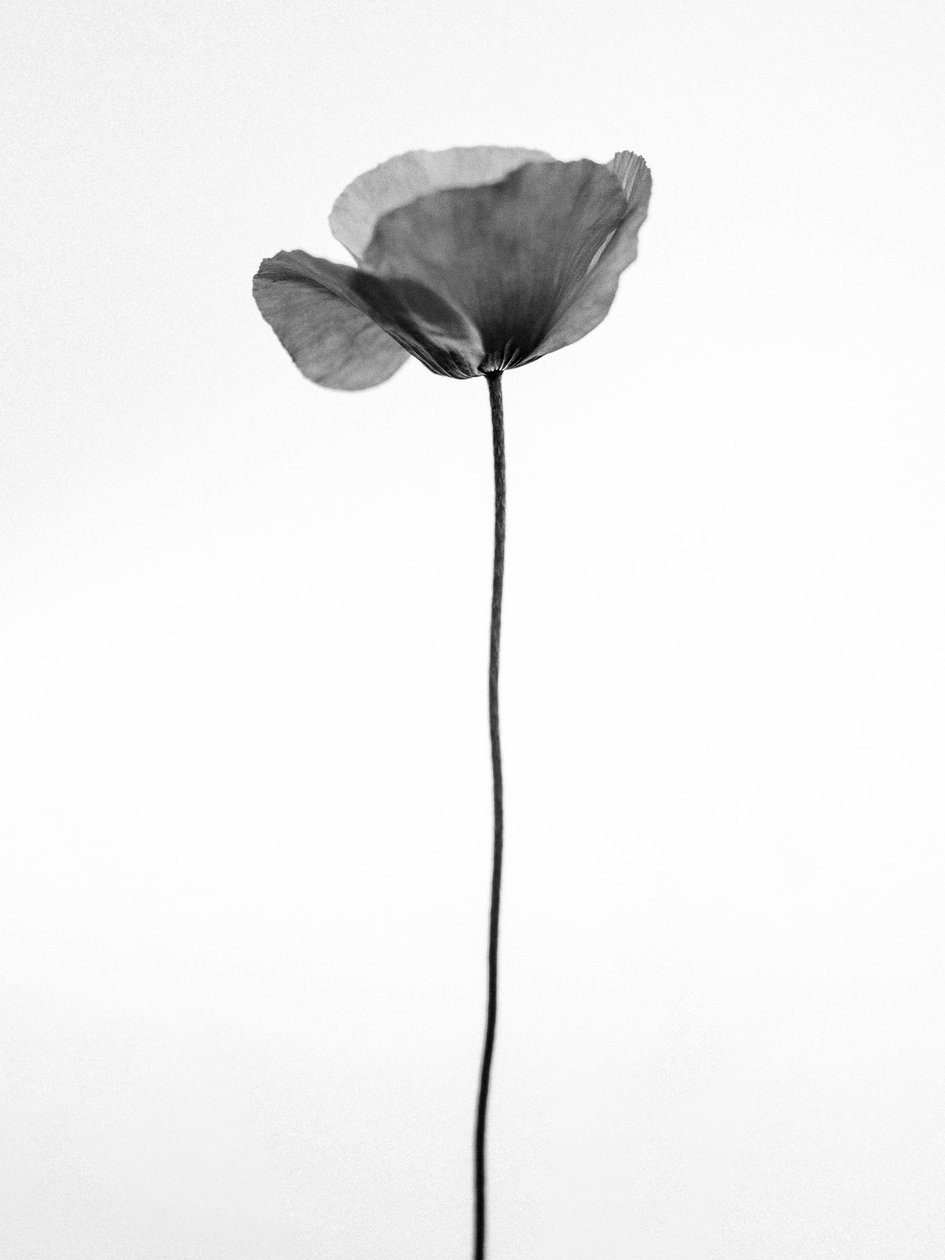 Te midden van de bloemen 68 door Teis Albers