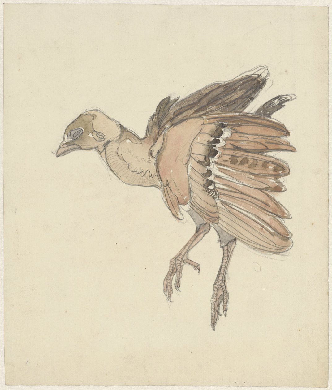 Dood vogeltje (patrijs?) door Theo van Hoytema