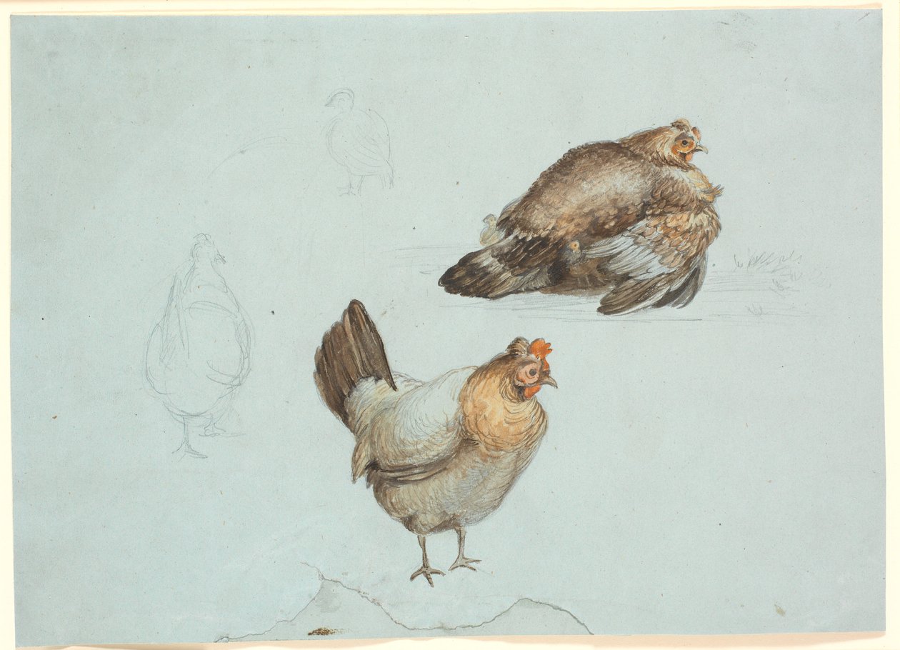 Kippen. Studie door Theodor Philipsen