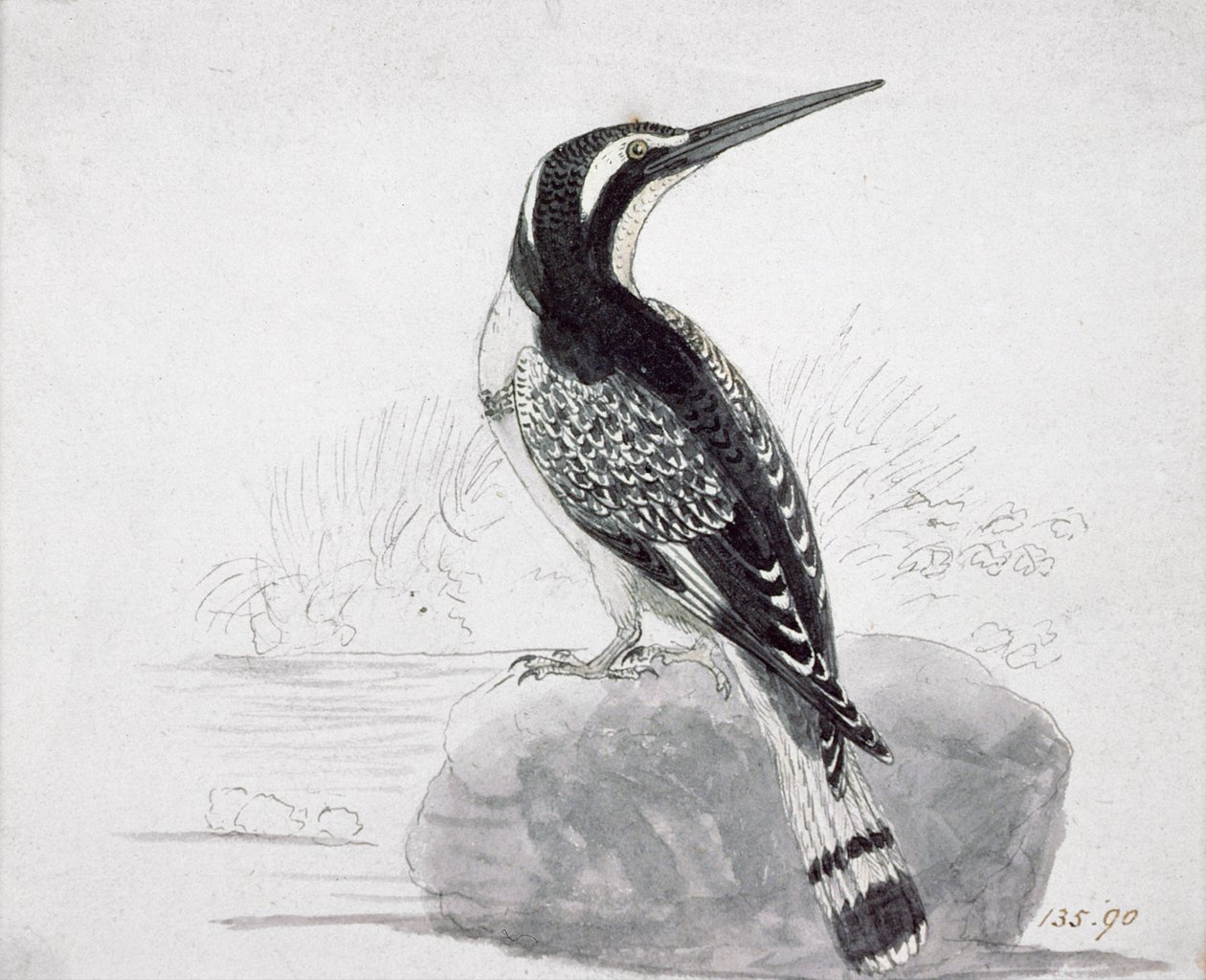 Zwart-witte ijsvogel door Thomas Bewick
