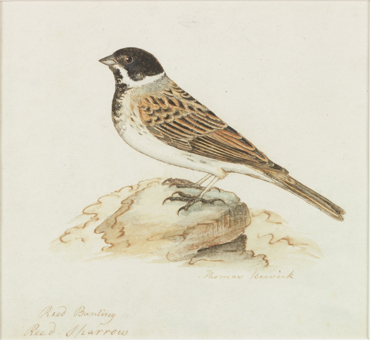 De Rietmus door Thomas Bewick