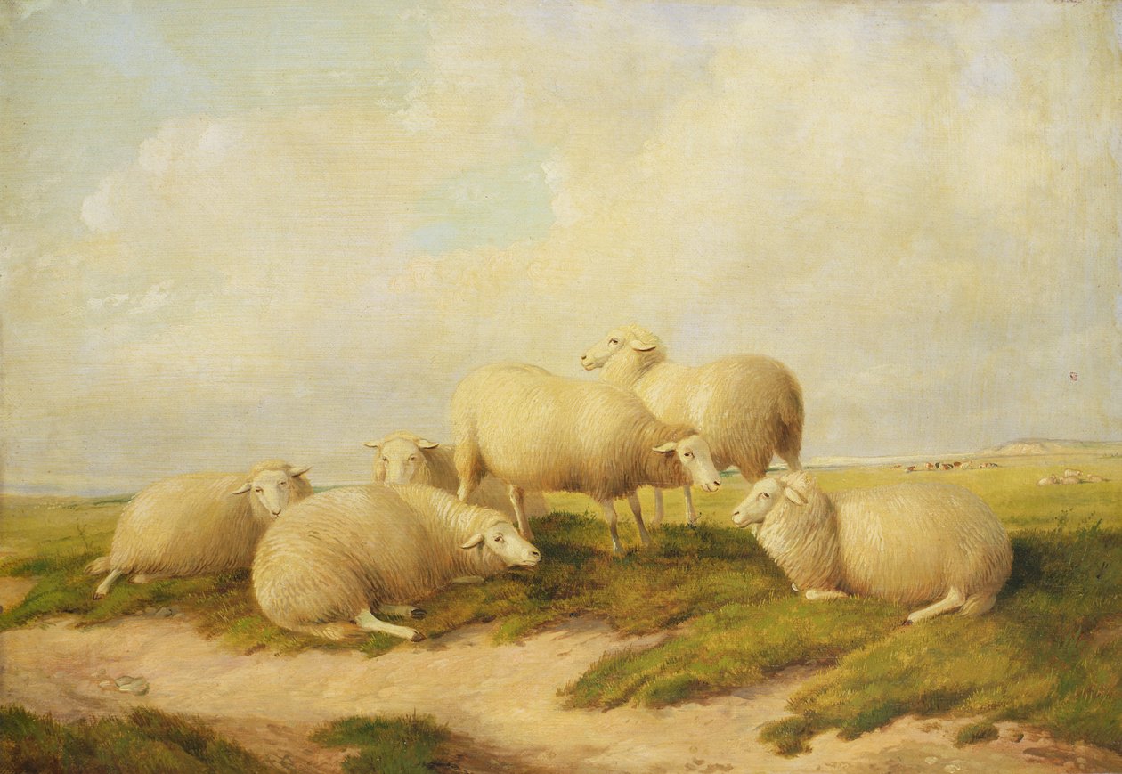 Schapen door Thomas Sidney Cooper