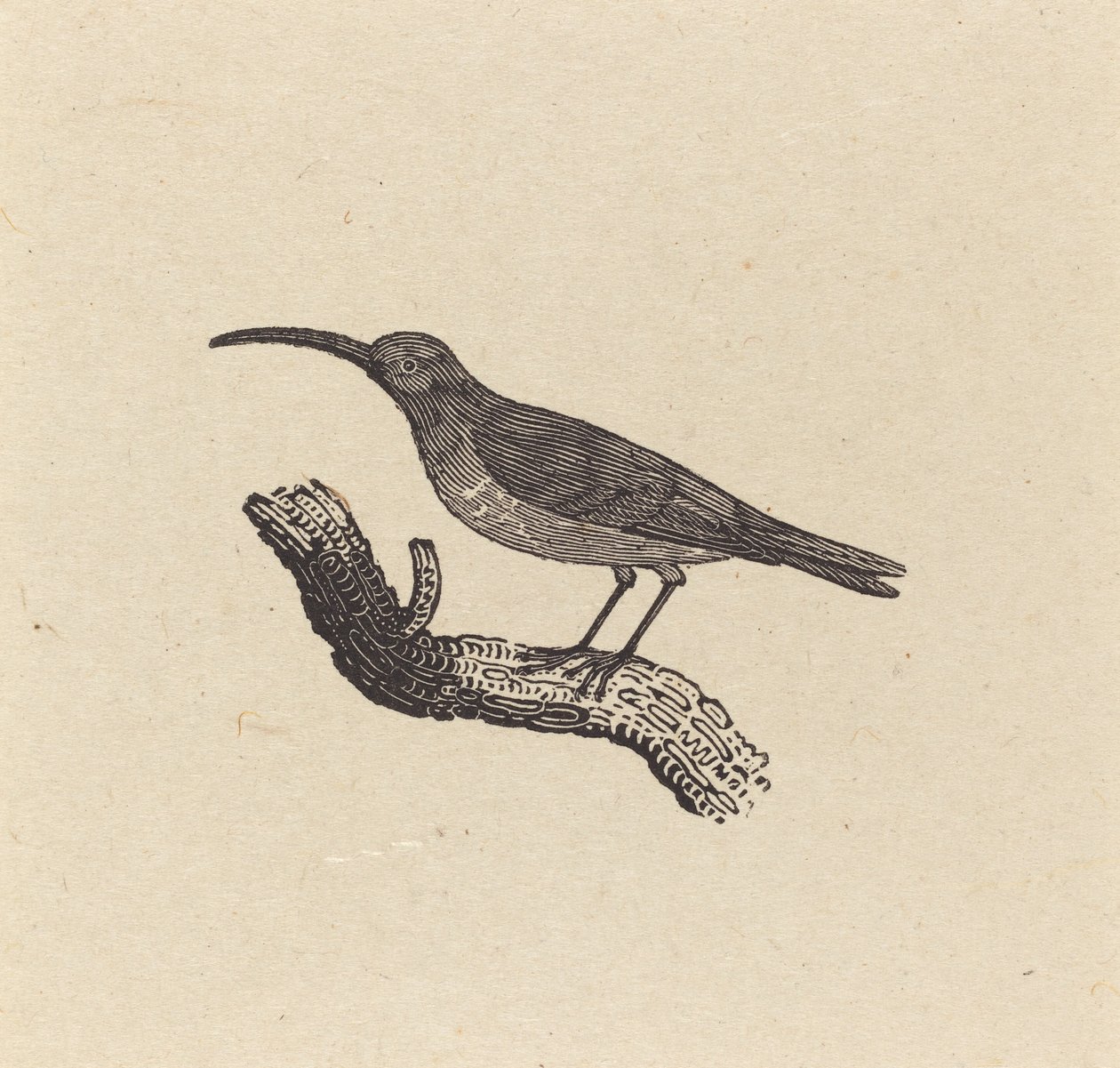 Een vogel door Thomas Bewick