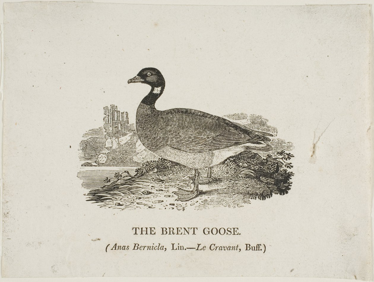 Brandgans door Thomas Bewick