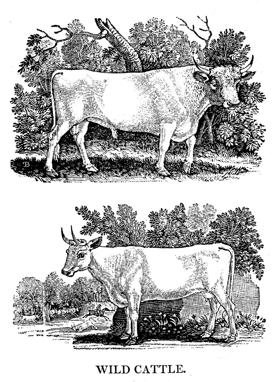 Brits wild of parkvee, 1790 door Thomas Bewick