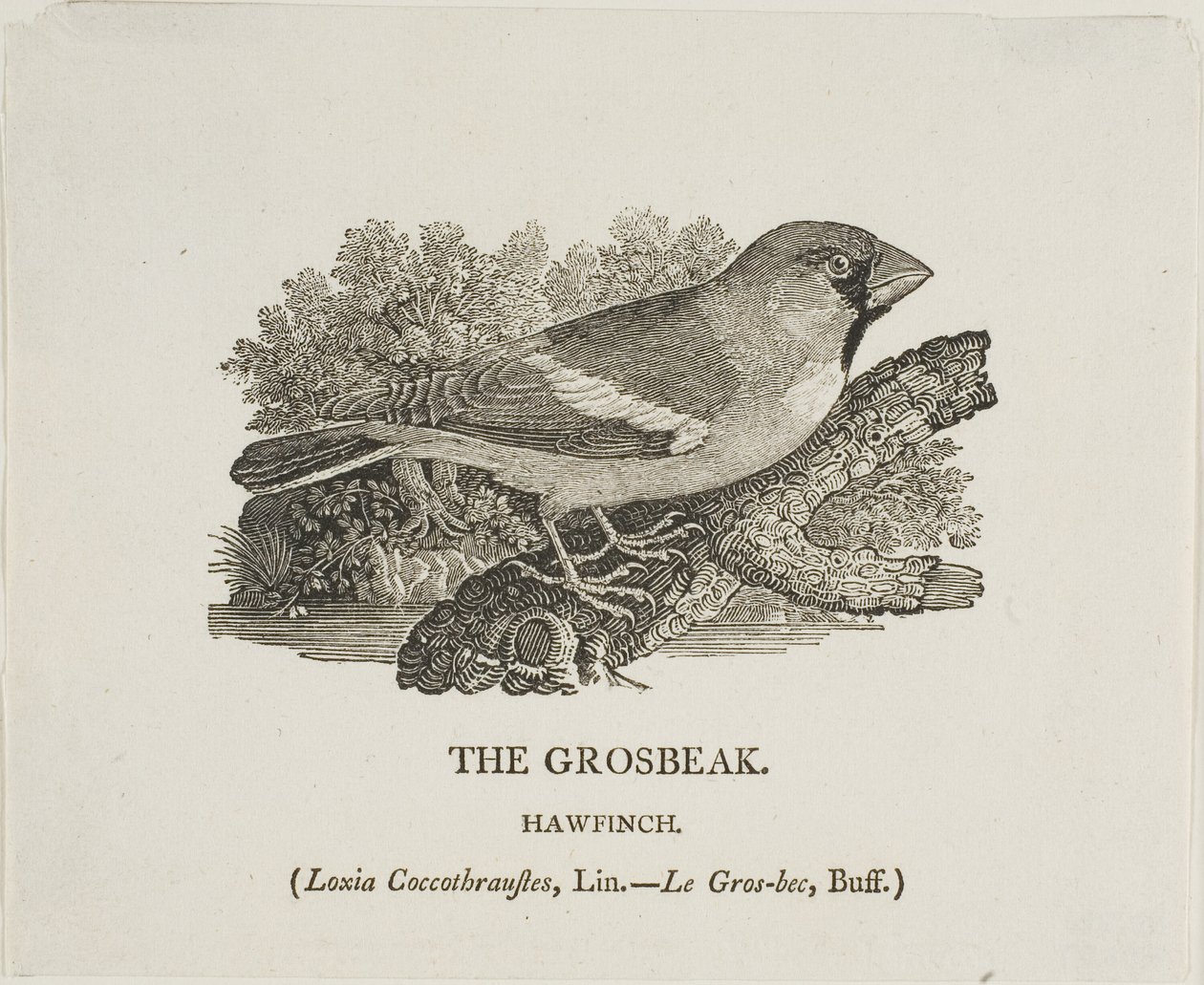 Snavel door Thomas Bewick