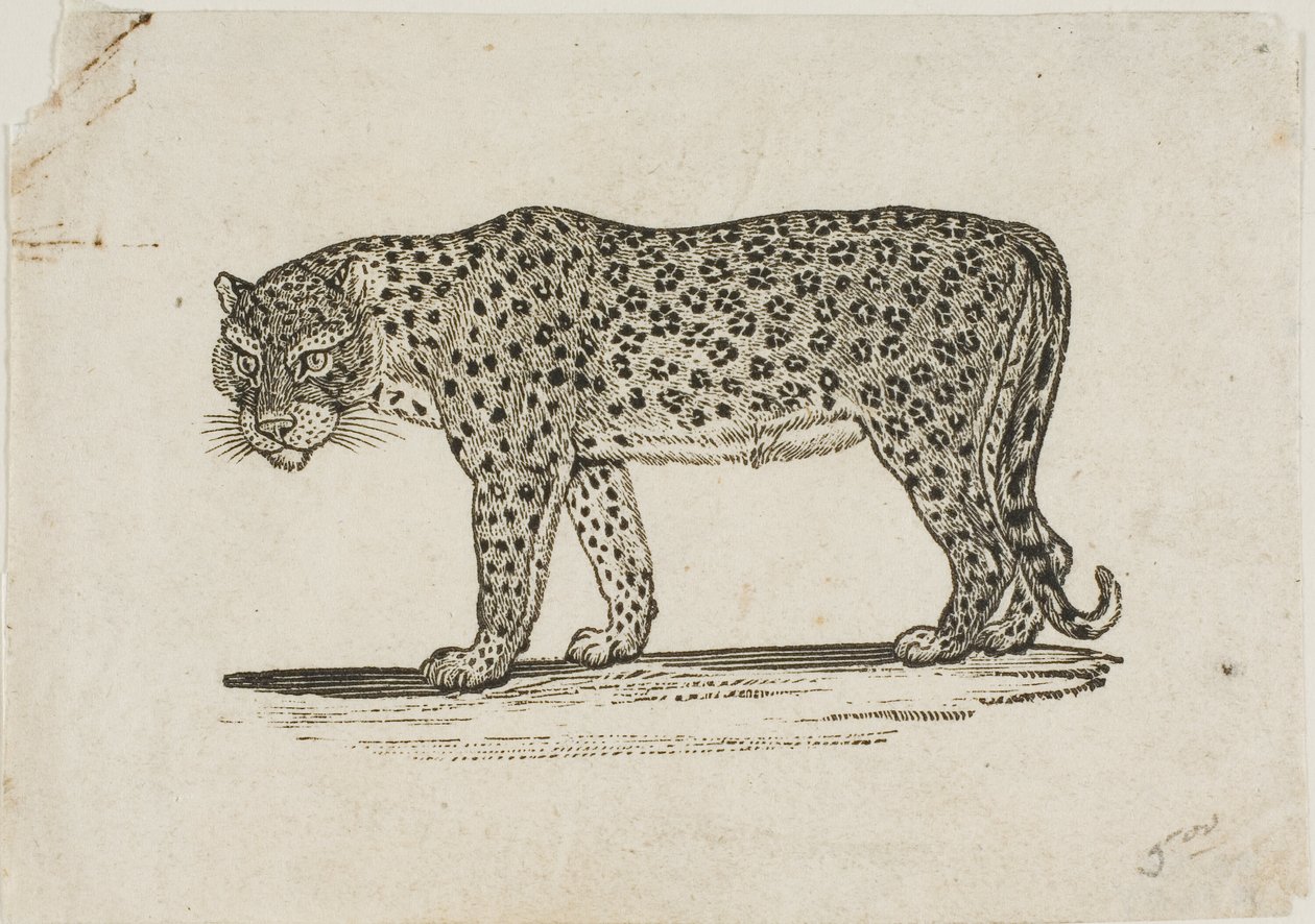 Luipaard door Thomas Bewick