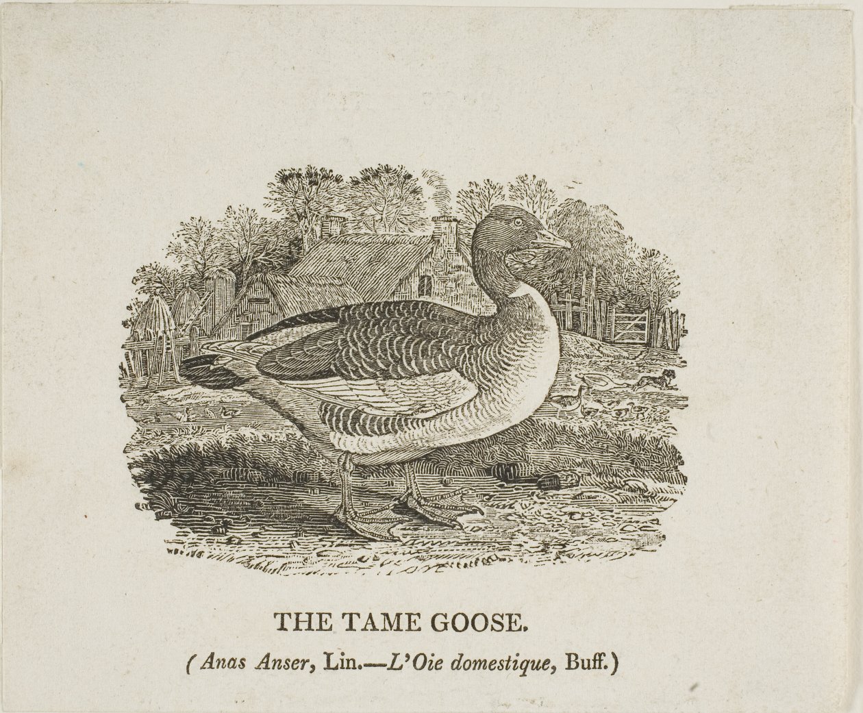 Tamme gans door Thomas Bewick