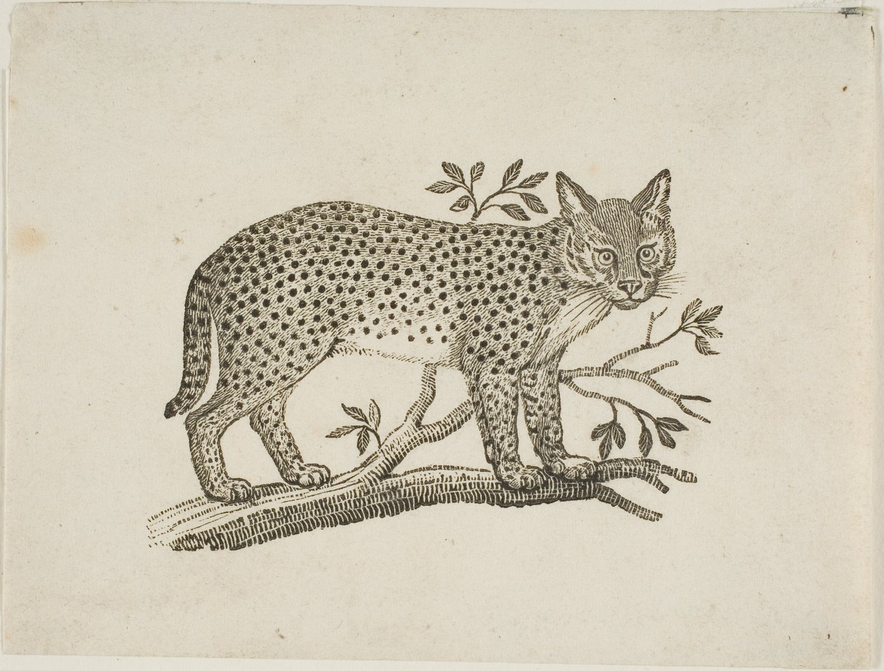 De Serval door Thomas Bewick
