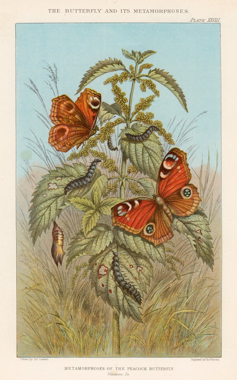Metamorfoses van de Pauwvlinder, 1888 door Thomas Brown