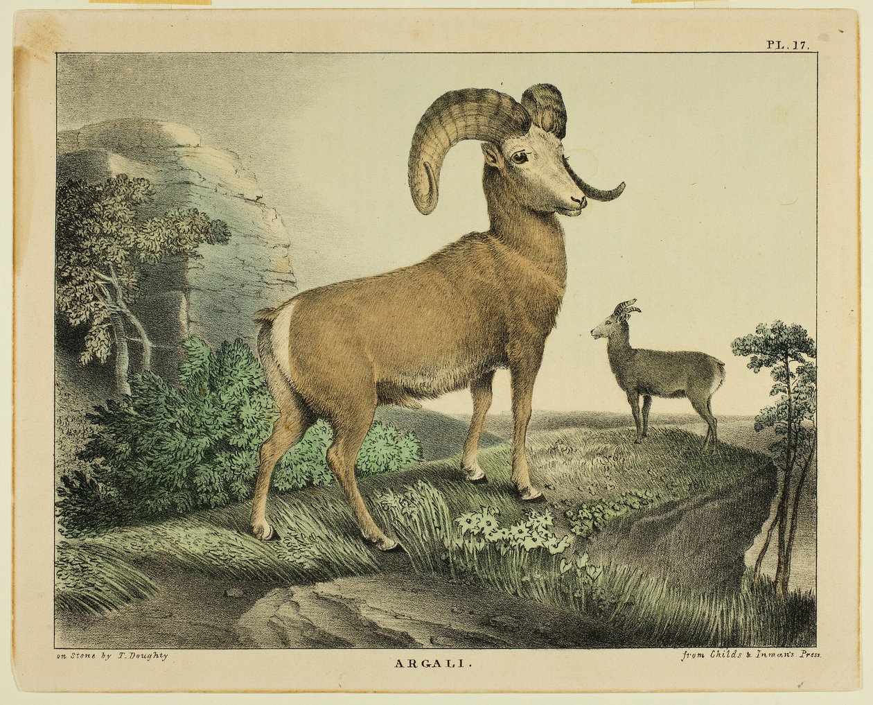 Argali door Thomas Doughty