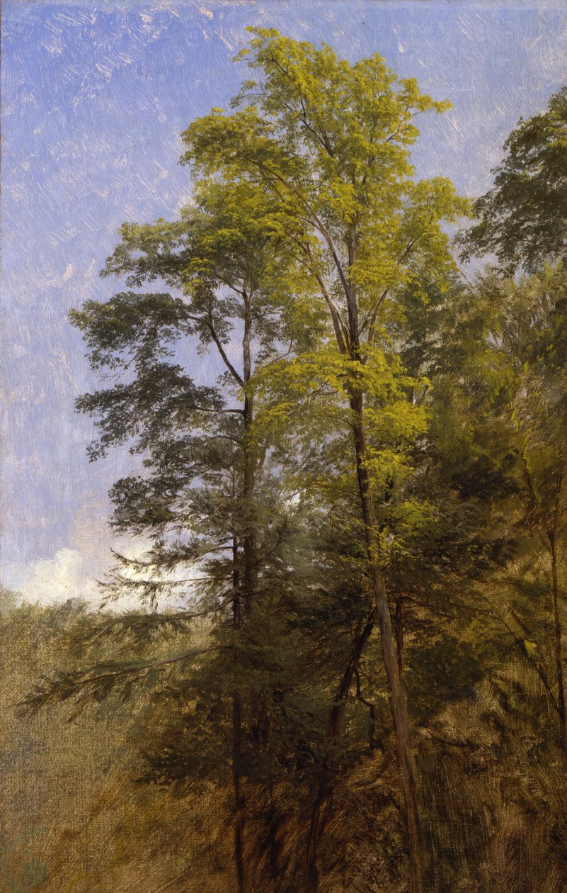 Boomstudie, Catskill Clove, N.Y. door Thomas Hiram Hotchkiss