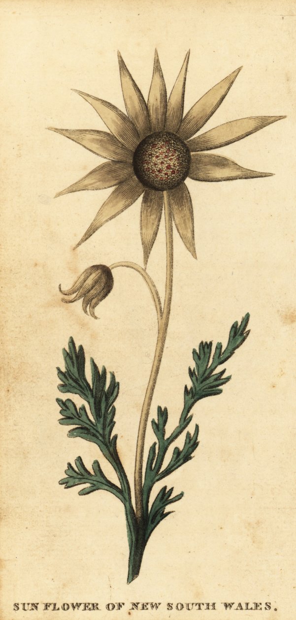 Flanelbloem, Actinotus helianthi, 1800 (gravure) door Thomas Watling
