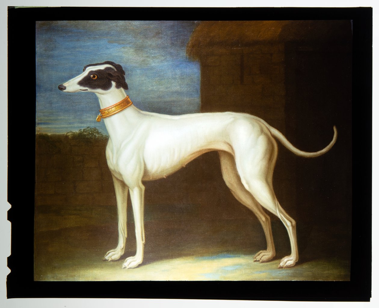 Een favoriete windhond door Thomas of Pall Mall Butler